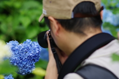 紫陽花とアマガエルとカメラマン