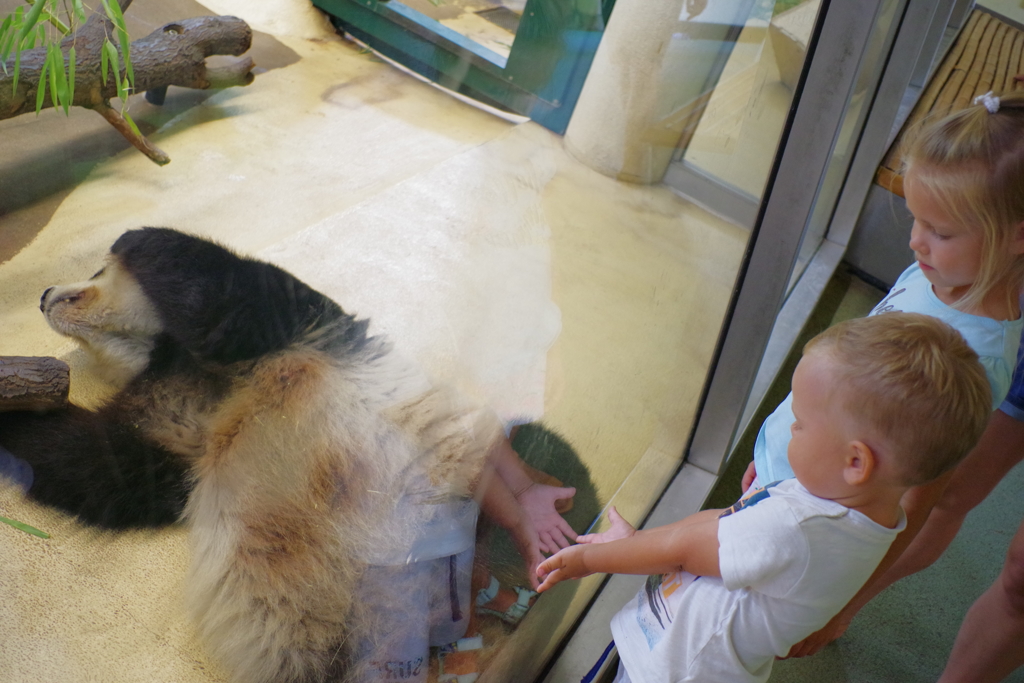 シェーンブルン動物園 あまり人気のないだらだらするパンダ