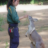 ズ－ラシア カンガルー　おやつタイム