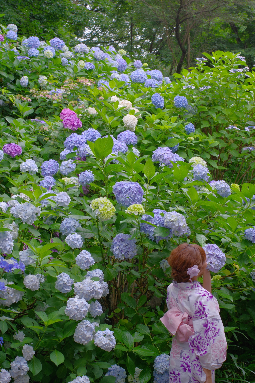 妙楽寺 アジサイと