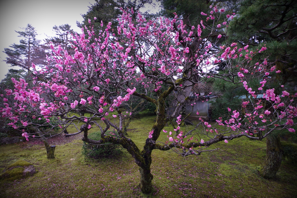 金沢 兼六園