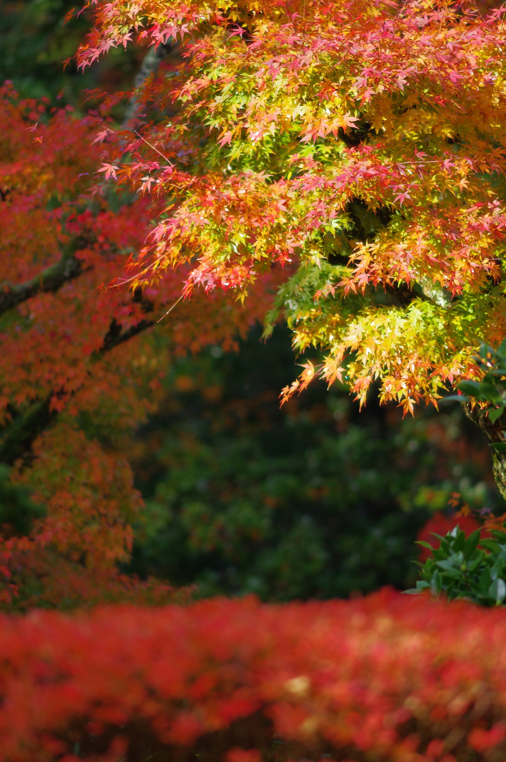 那谷寺 紅葉 (45)