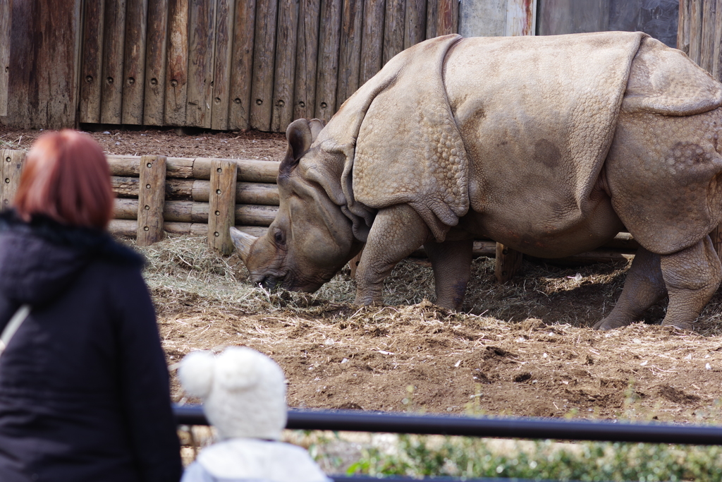 多摩動物公園 インドサイ