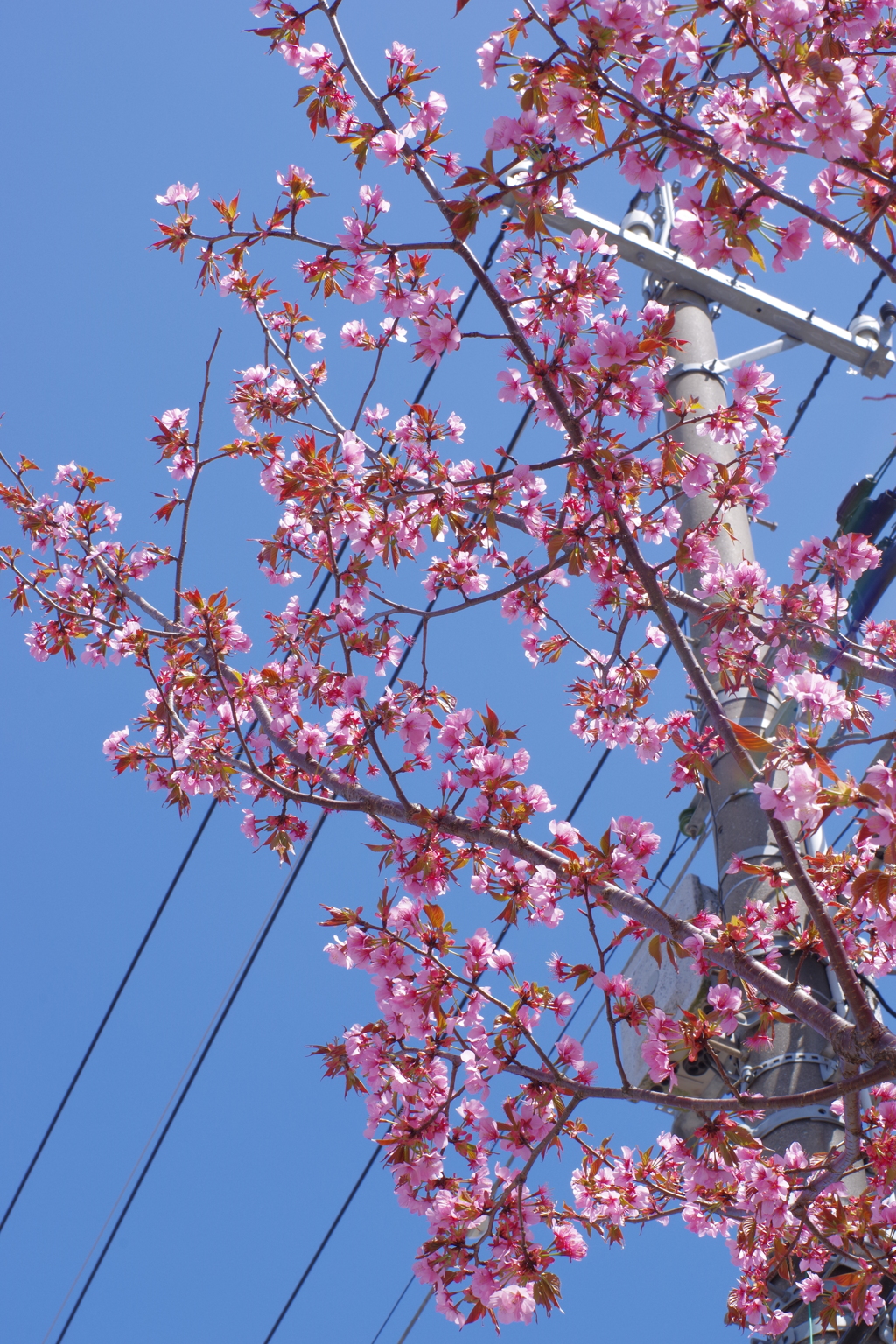 オールドレンズで散歩　桜と電柱