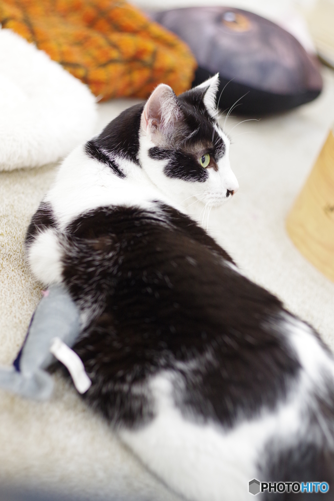 猫カフェ@鎌倉　ペトリ50mm f1.7