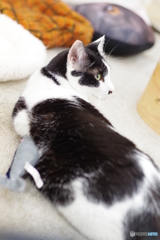 猫カフェ@鎌倉　ペトリ50mm f1.7