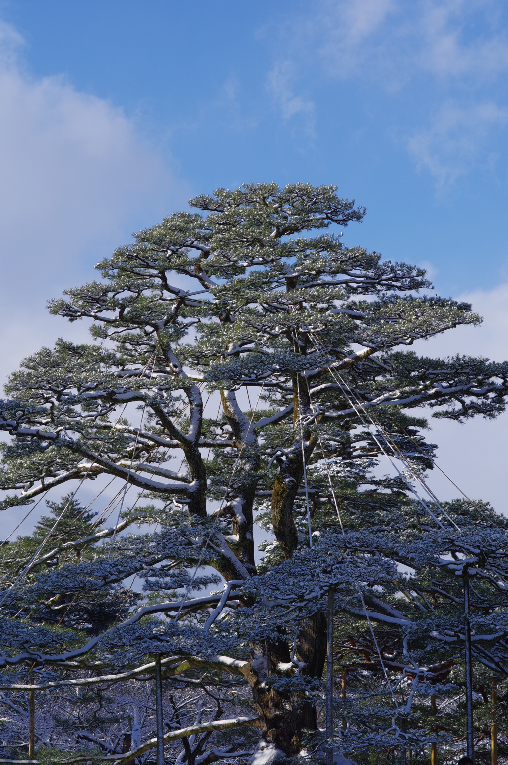 雪の兼六園 (3)