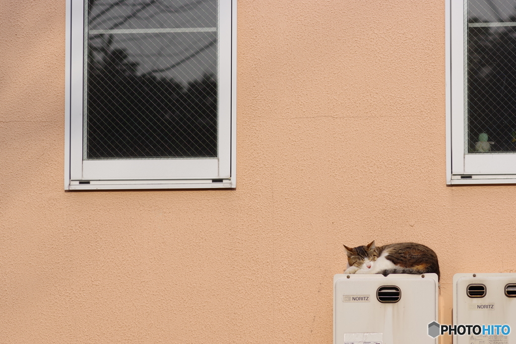 今日のノラ猫さん 12 寒い日はここ！