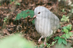 カグー（フィルム）