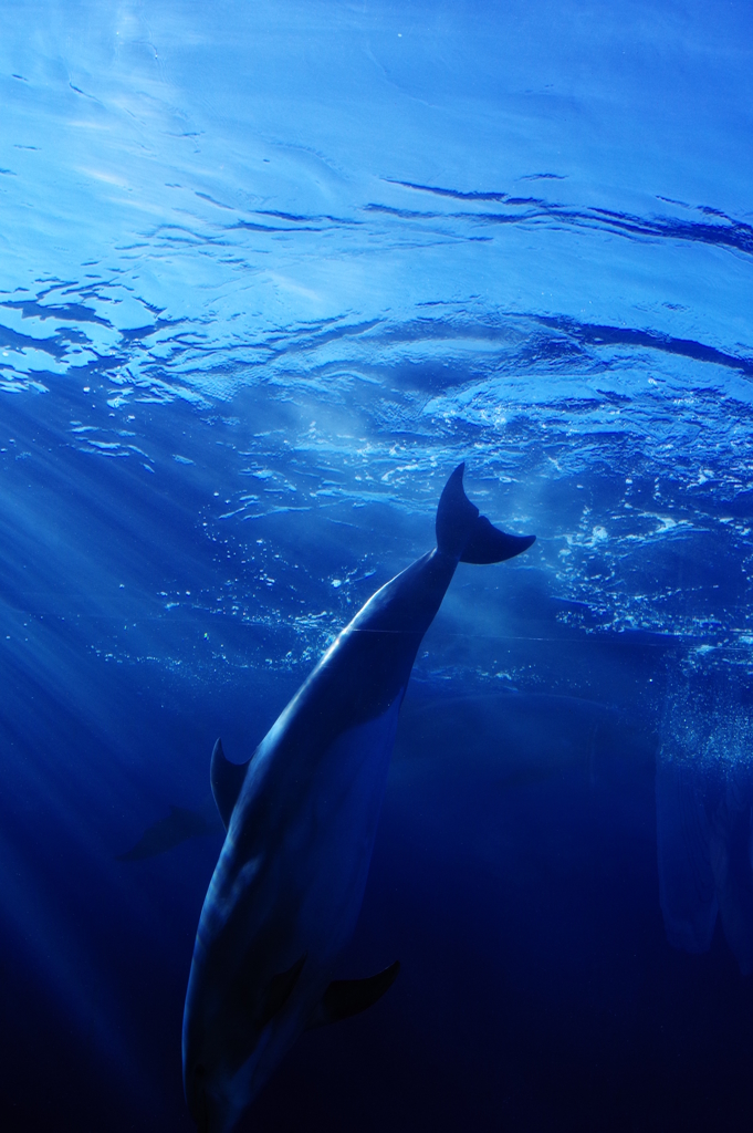 八景島シーパラダイス 深海にもぐる感じがするイルカ
