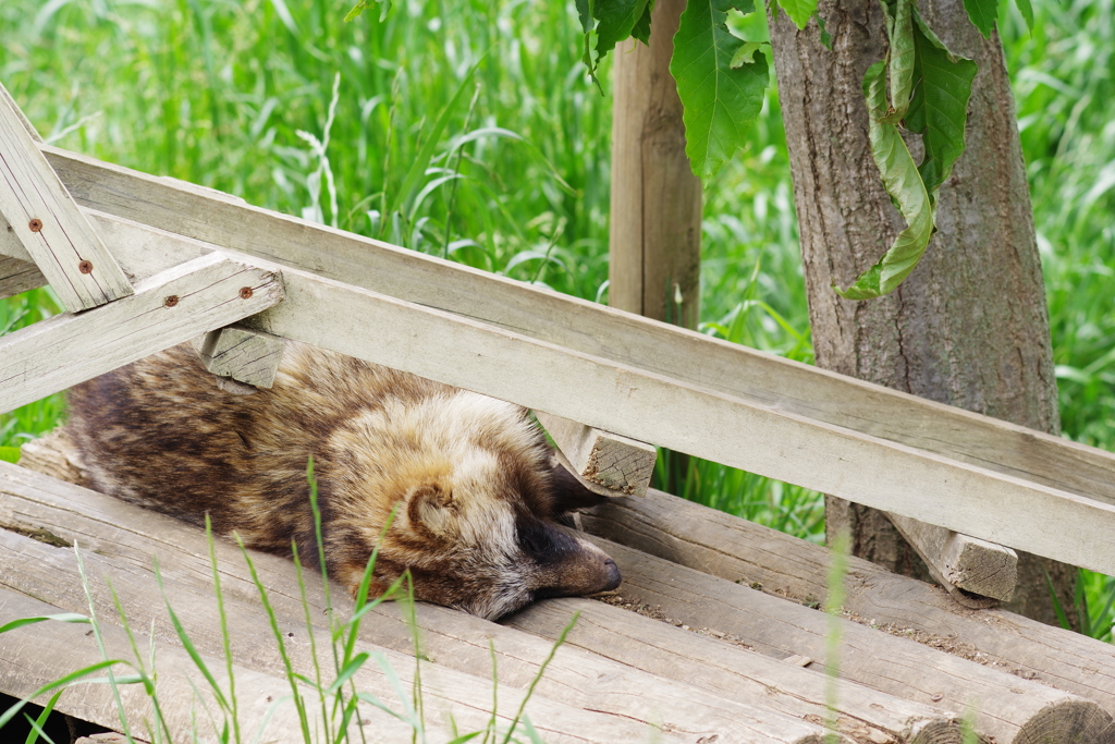 東部動物公園　ねむいタヌキ