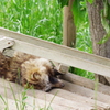 東部動物公園　ねむいタヌキ