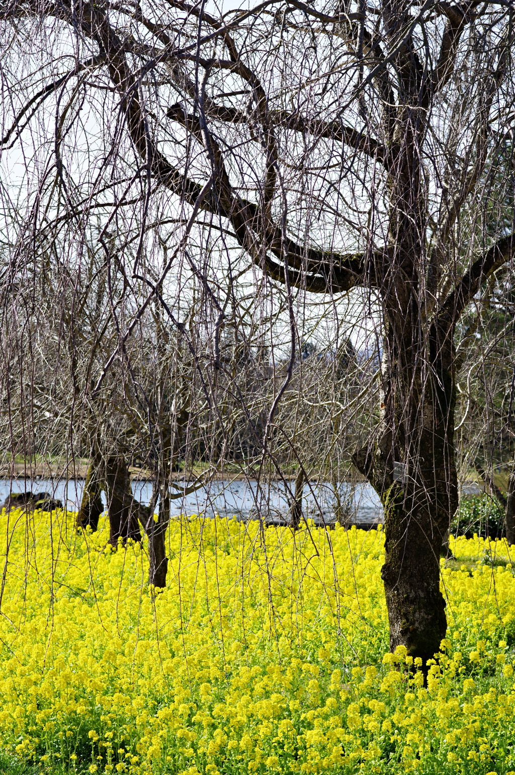 富山植物公園 菜の花と木