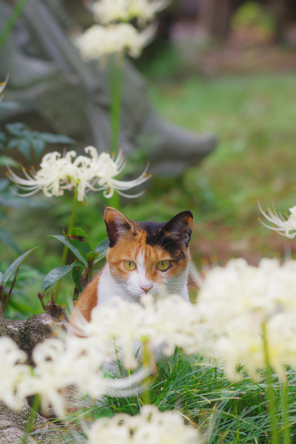 三毛猫と彼岸花　可愛いです
