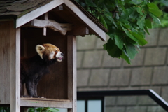 空を見るレッサーパンダ