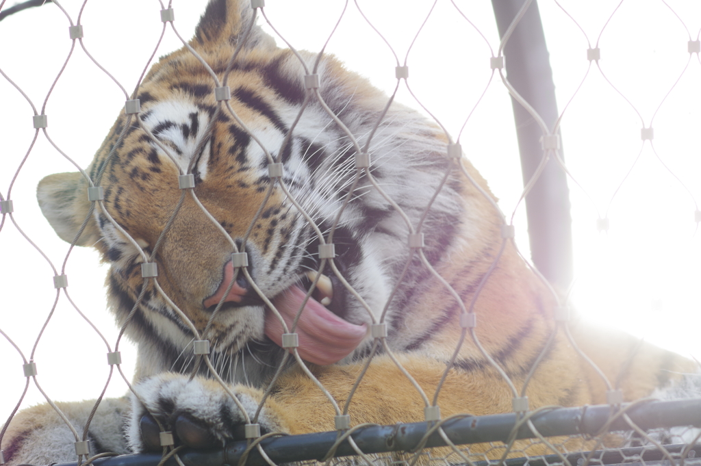 久しぶりのいしかわ動物園　幸せそうな表情