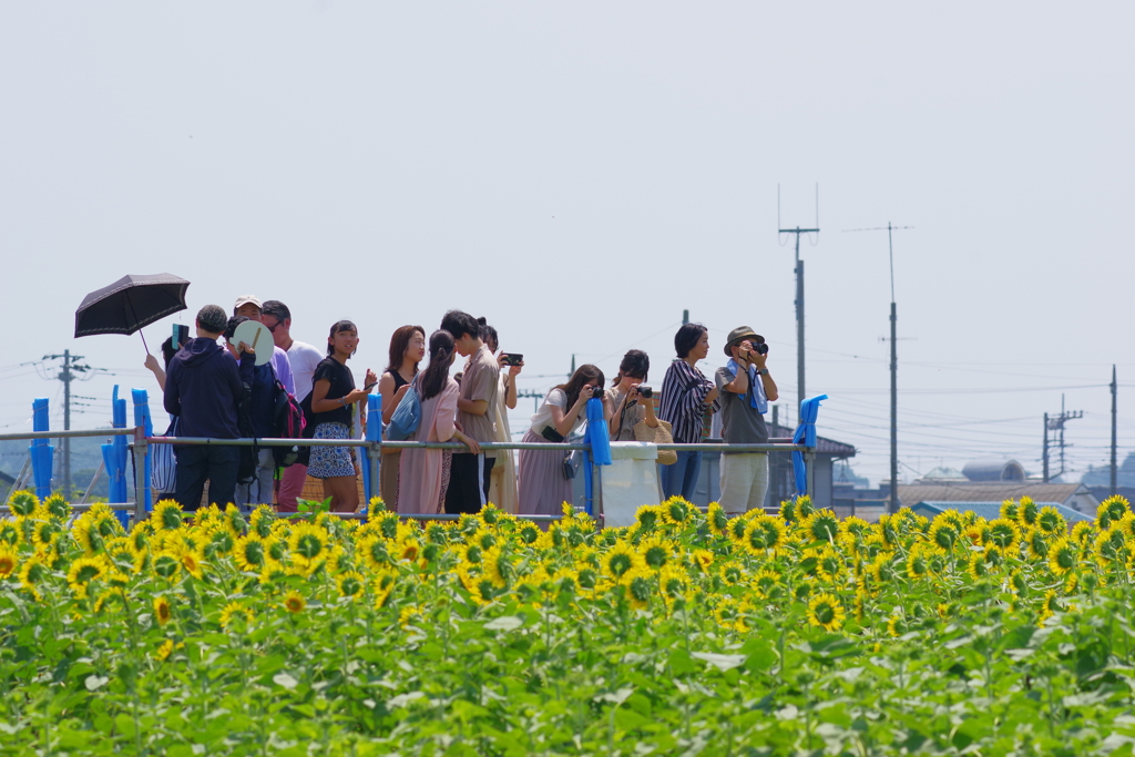 座間市ひまわり ひまわりに見られる人たち