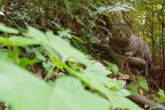 三渓園 猫 (6)