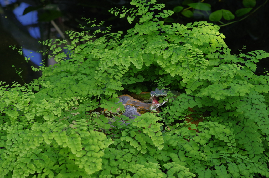 富山植物公園 (40)