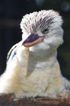 金沢動物園 アオバネワライカワセミが綺麗 2