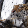 暖冬のいしかわ動物園 猫みたいで可愛い