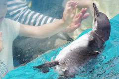 東部動物公園　悠然と泳ぐペンギンさん
