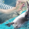 東部動物公園　悠然と泳ぐペンギンさん