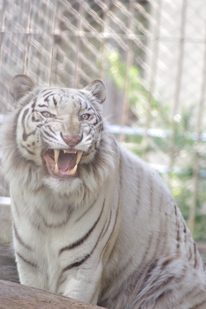 東武動物公園 あくび ホワイトタイガー