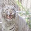 東武動物公園 あくび ホワイトタイガー