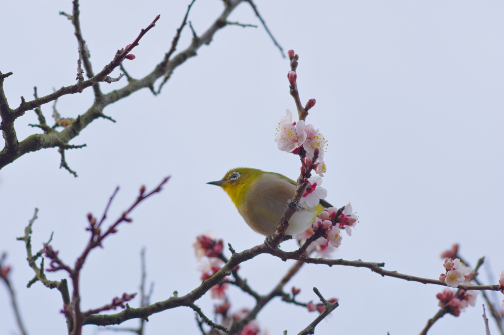 兼六園 梅林 (44)