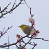 兼六園 梅林 (44)