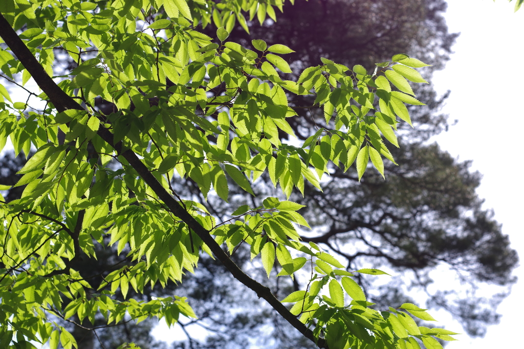 早朝のお散歩 (7)