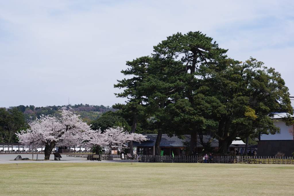 兼六園 桜 (69)