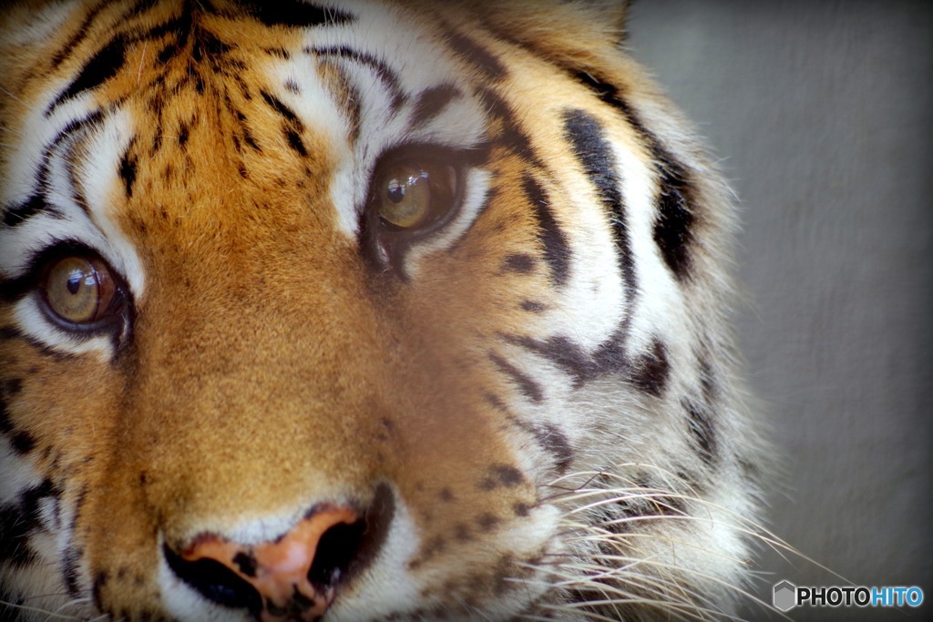 野毛山動物園 メイメイ 初めの一枚