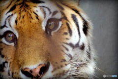 野毛山動物園 メイメイ 初めの一枚