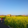 ソレイユの丘 青空と菜の花と赤い人