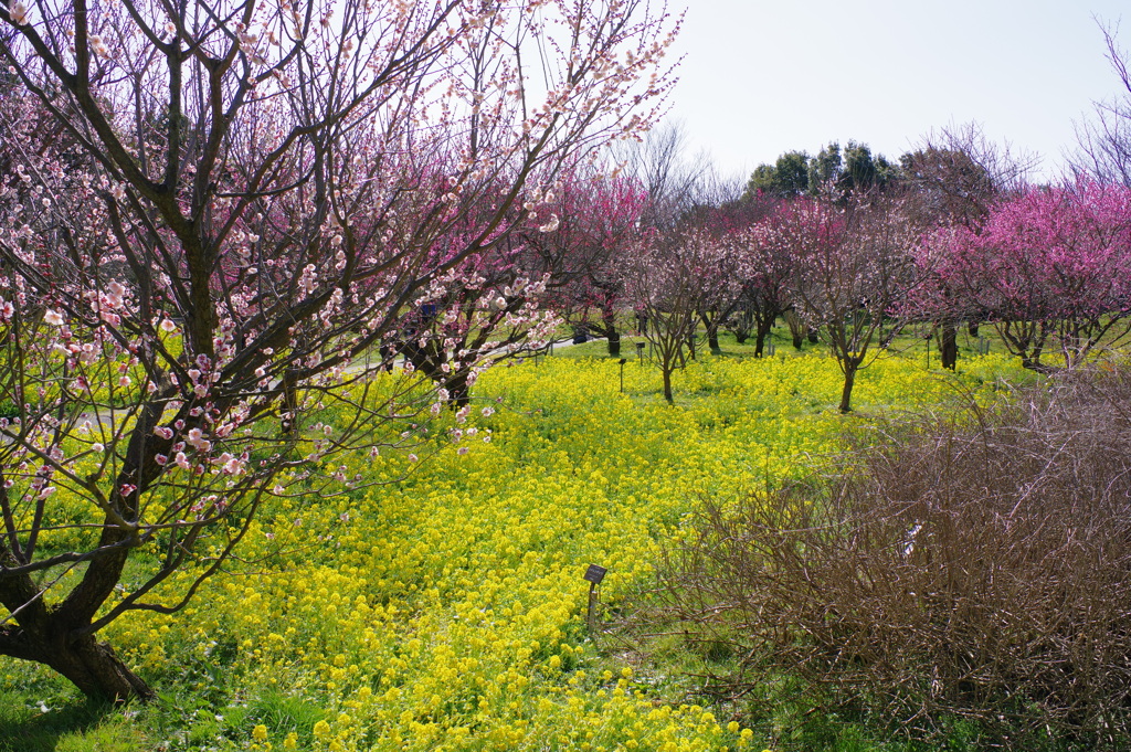 富山植物公園　一気に春です
