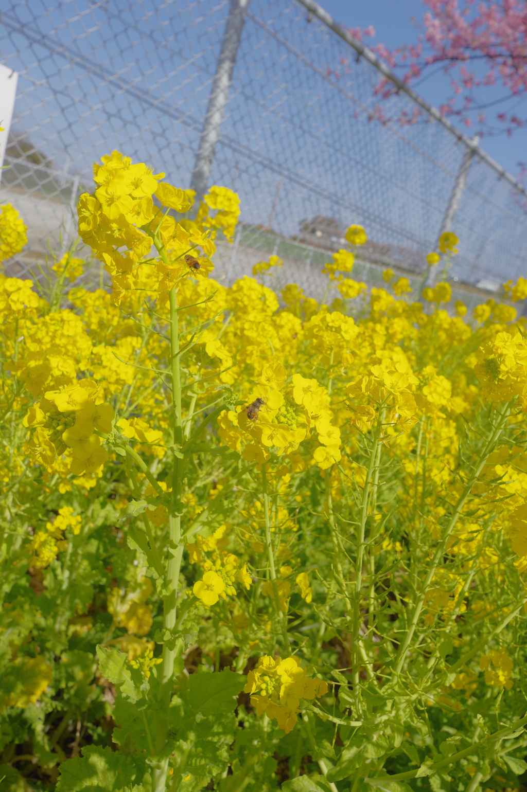 DA 11-18mm試し撮り　三浦海岸　河津桜