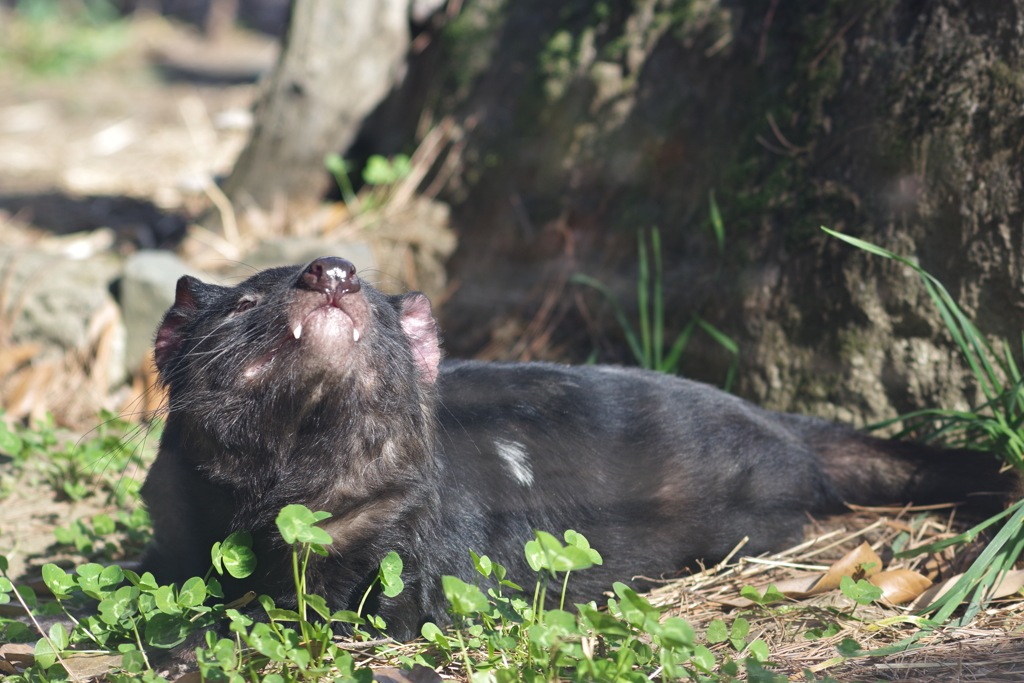 多摩動物公園 牙が出てるタスマニアデビル (3)