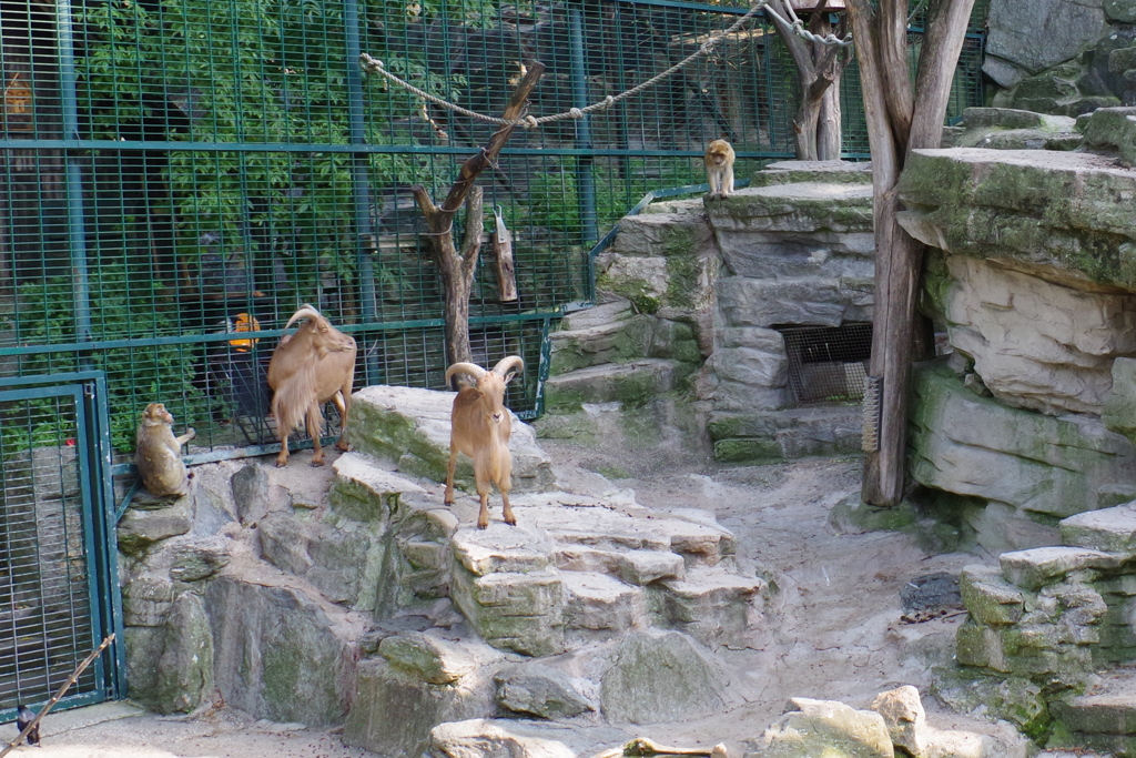 シェーンブルン動物園 サルの肩身が狭そう