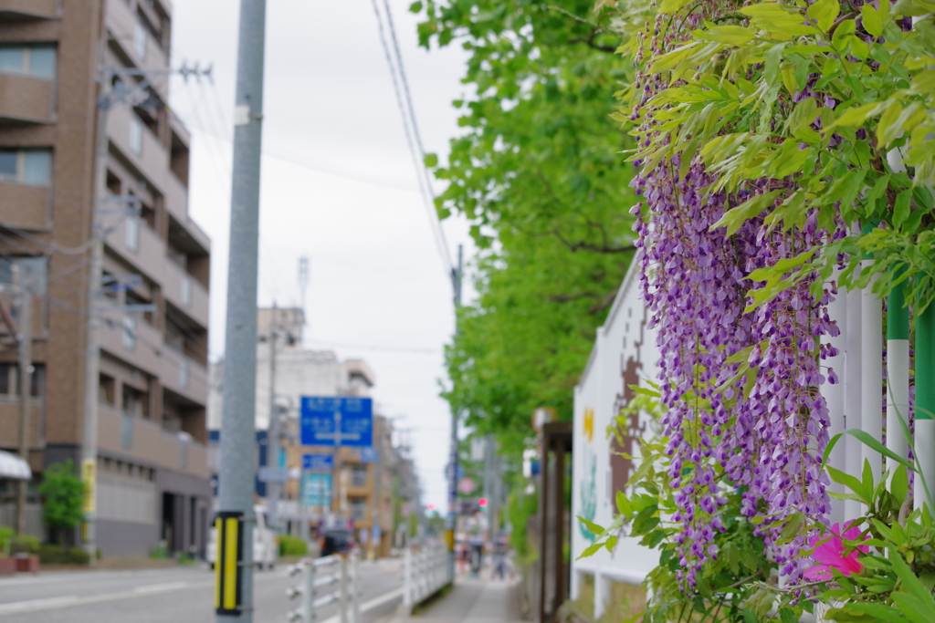 つつじを観に散歩 (2)