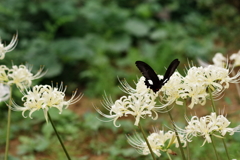 白い彼岸花と黒いモンキアゲハ1