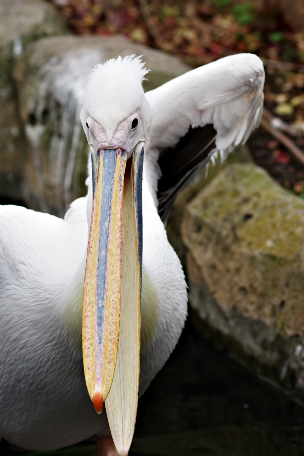 吠えるペリカン