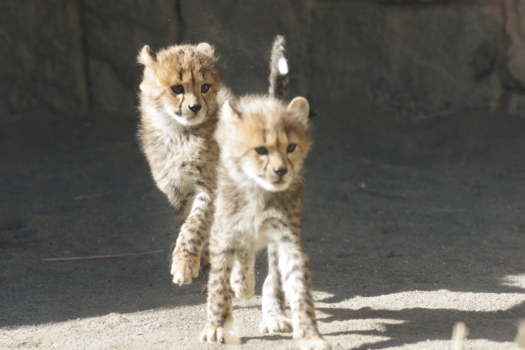 多摩動物公園 チーターの子供　ぴょん