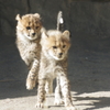 多摩動物公園 チーターの子供　ぴょん