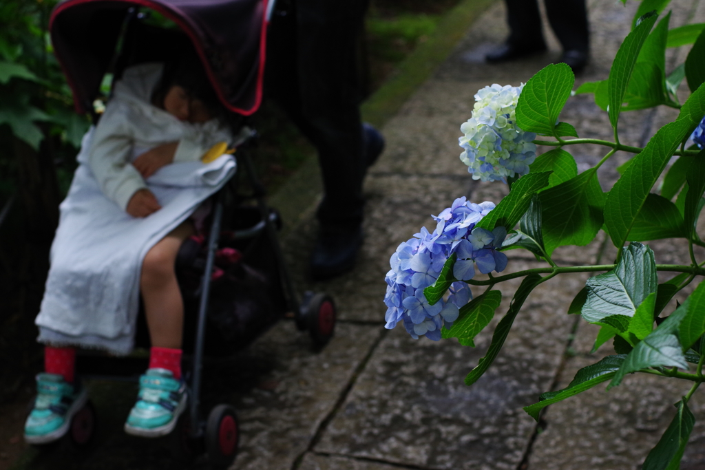 妙楽寺 紫陽花と寝ている子供