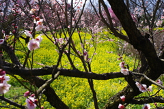 富山植物公園 菜の花と梅