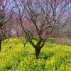 富山植物公園　きれいです