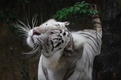 雨のいしかわ動物園 ぶるんぶるん