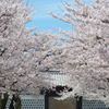 兼六園 桜 (71)